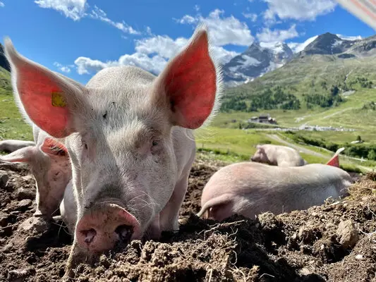 Studio per animali da reddito